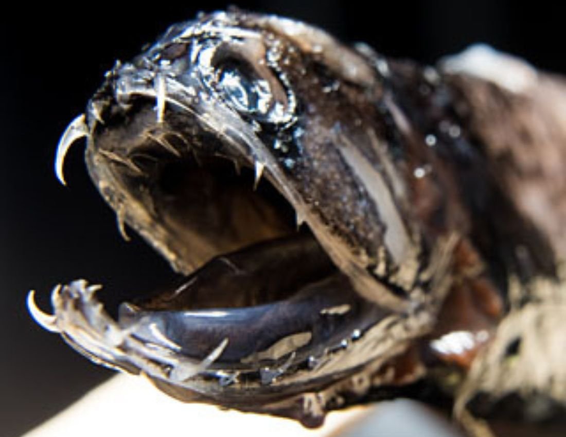 Discover Dragonfish Wonders