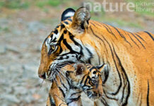 Bengal Tiger vs Siberian Tiger: A Clash of Majesty, Power, and Adaptation Bengal Tiger vs Siberian Tiger