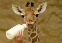 All About Giraffes: Special Characteristics, Abilities, Weaknesses, and Fun Facts baby giraffes