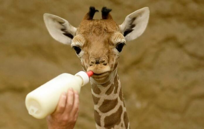 All About Giraffes: Special Characteristics, Abilities, Weaknesses, and Fun Facts baby giraffes