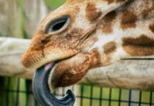 Giraffe Tongue: Nature’s Incredible Wonder Giraffe Tongue