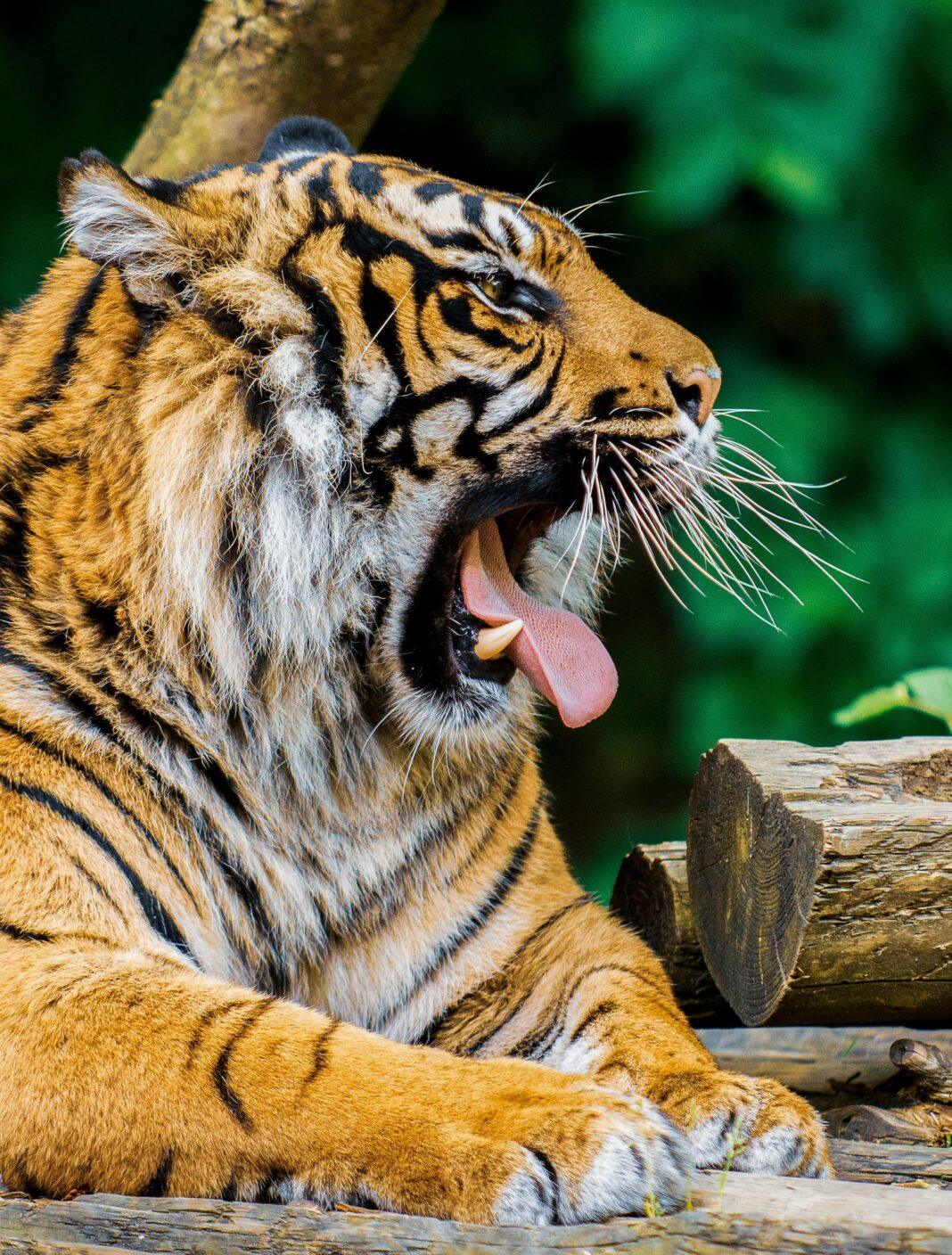 tiger