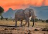 The Majestic African Elephant: Special Characteristics, Abilities, Weaknesses, and Fascinating Facts