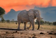 The Majestic African Elephant: Special Characteristics, Abilities, Weaknesses, and Fascinating Facts