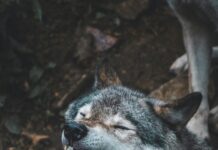 The Gray Wolf: A Fascinating and Powerful Predator