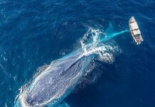 Blue Whaler: The Majestic Marine Giant Blue Whaler: The Majestic Marine Giant